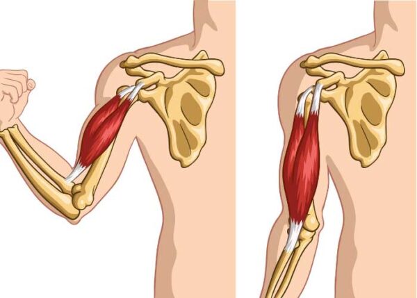 Biceps Tendon Disorders | Orthopedic Shoulder Specialist | Vail, Aspen