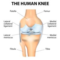 Knee Anatomy | Vail CO